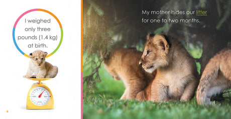 Starting Out: Baby Lions by The Creative Company Shop