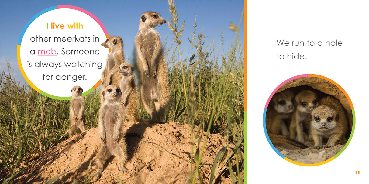 Starting Out: Baby Meerkats by The Creative Company Shop