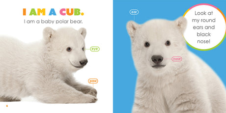 Starting Out: Baby Polar Bears by The Creative Company Shop