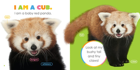 Starting Out: Baby Red Pandas by The Creative Company Shop