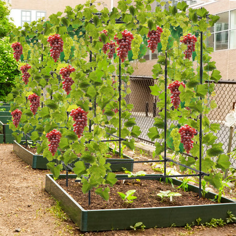 A-Frame Garden Cucumber Trellis with Netting for Climbing Plants Outdoor-Black