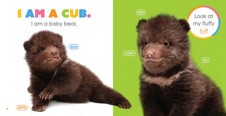 Starting Out: Baby Bears by The Creative Company Shop