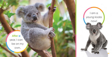 Starting Out: Baby Koalas by The Creative Company Shop