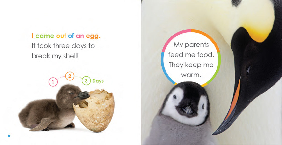 Starting Out: Baby Penguins by The Creative Company Shop