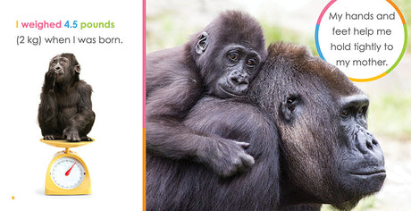 Starting Out: Baby Gorillas by The Creative Company Shop