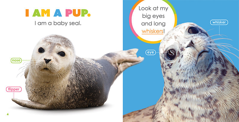 Starting Out: Baby Seals by The Creative Company Shop
