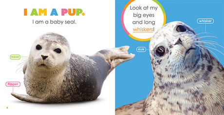 Starting Out: Baby Seals by The Creative Company Shop