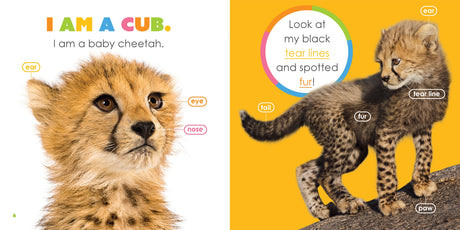 Starting Out: Baby Cheetahs by The Creative Company Shop