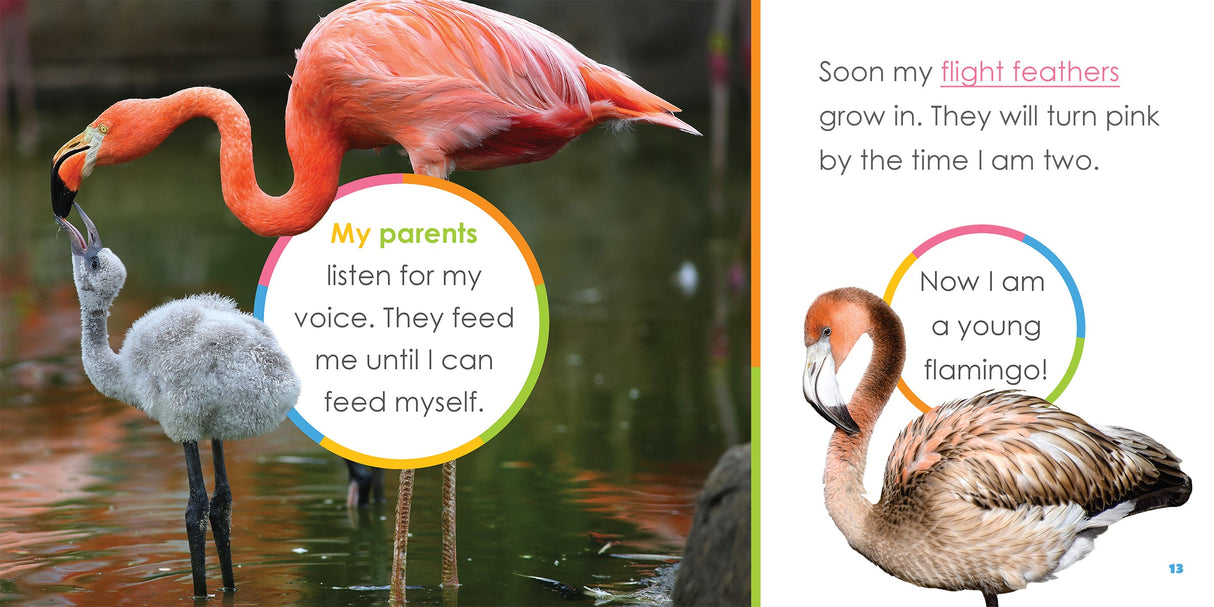 Starting Out: Baby Flamingos by The Creative Company Shop