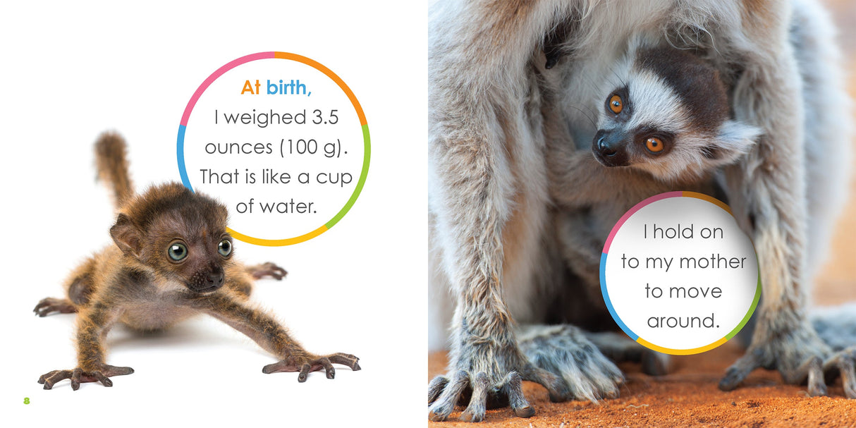 Starting Out: Baby Lemurs by The Creative Company Shop