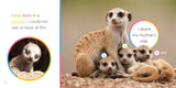 Starting Out: Baby Meerkats by The Creative Company Shop