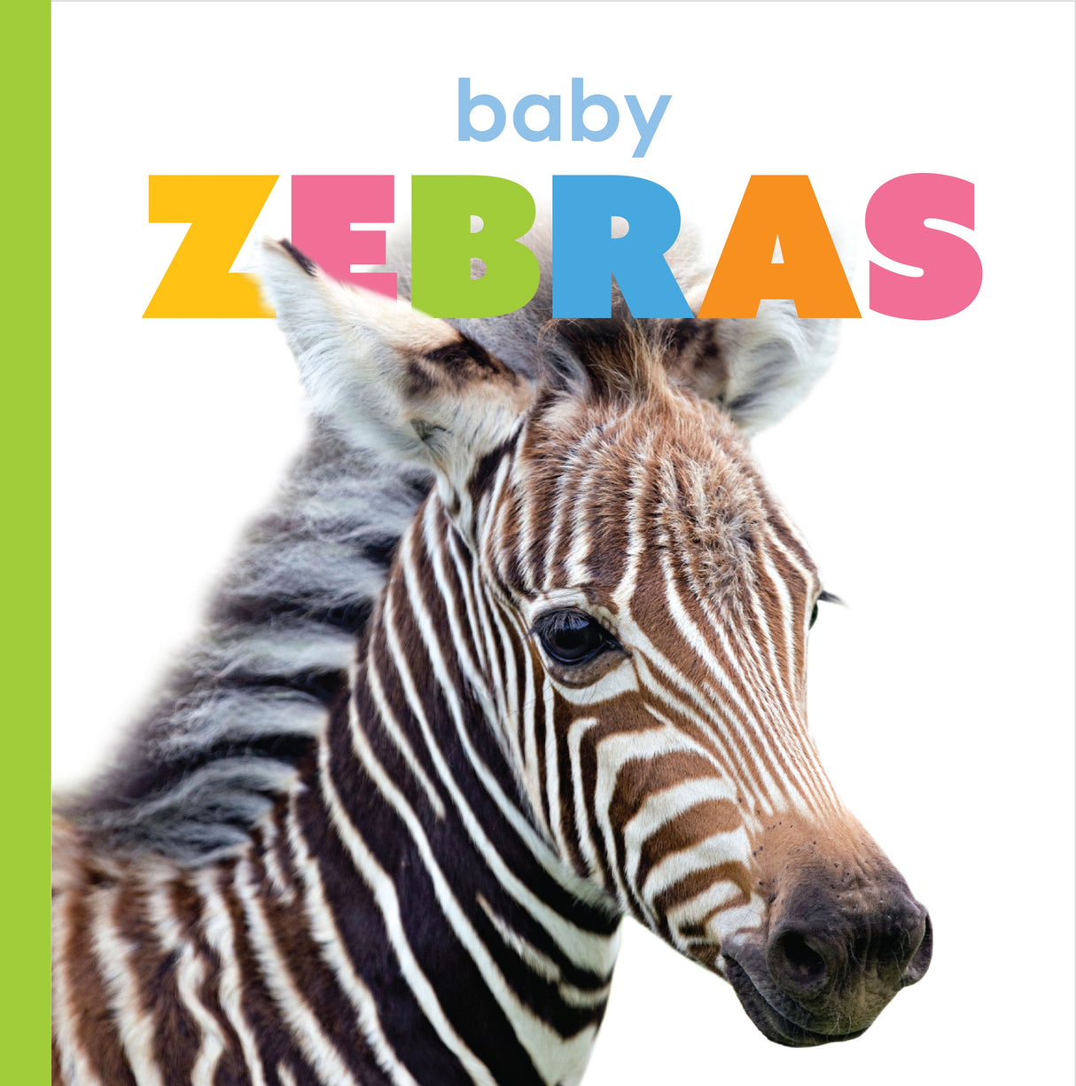 Starting Out: Baby Zebras by The Creative Company Shop